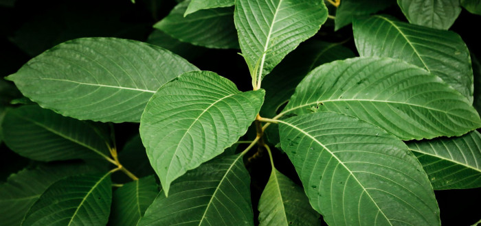 objevte různé druhy kratomu, jejich účinky a využití. průvodce pro začátečníky i zkušené uživatele kratomu v české republice.