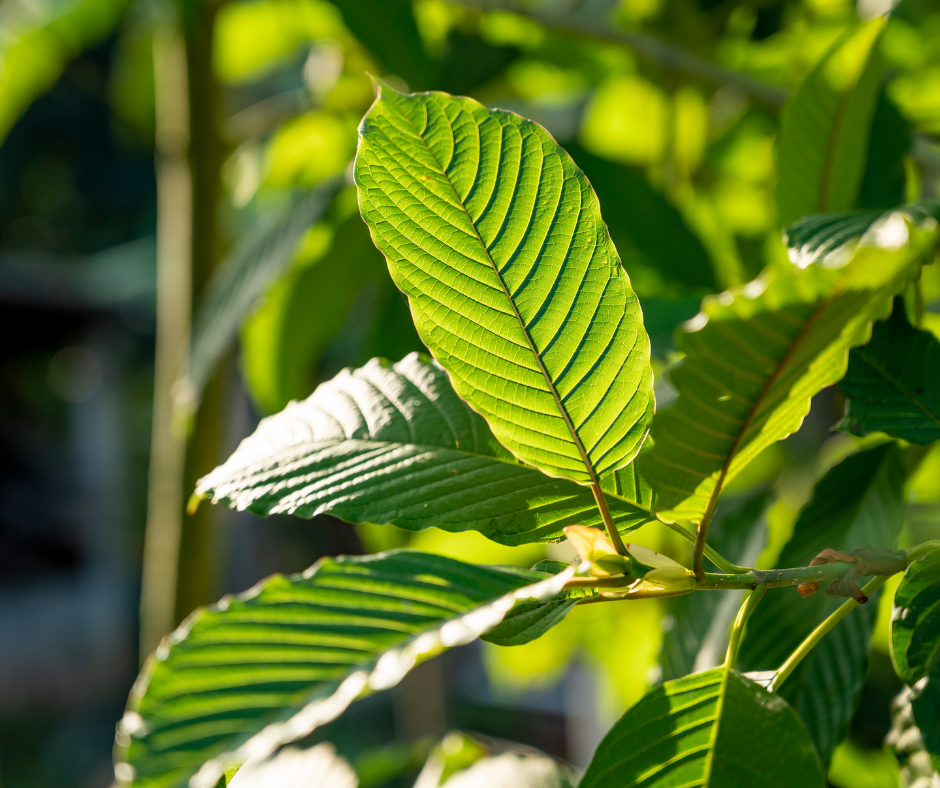 objevte různé druhy kratomu, jejich vlastnosti, účinky a rozdíly. naučte se, jak vybrat ten správný kratom právě pro vás.