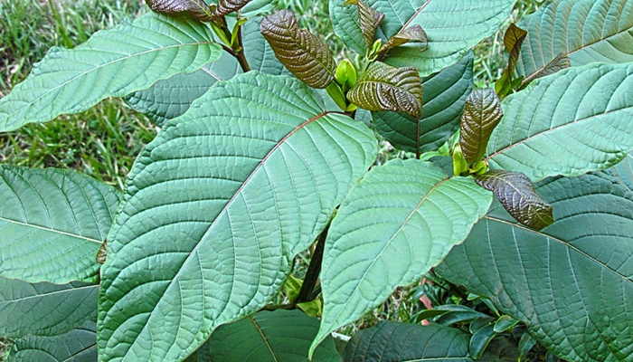 objevte, jak lze kratom využít, jaké má účinky a na co si dát pozor. přehledné informace o použití kratomu, jeho benefitech a možných rizicích.
