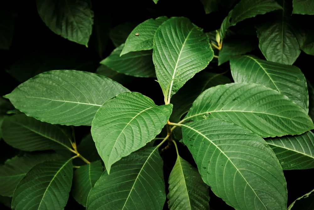 objevte výhody kratomu pro seniory. informace o bezpečném užívání, dávkování a potenciálních přínosech pro starší osoby včetně tipů pro správný výběr.