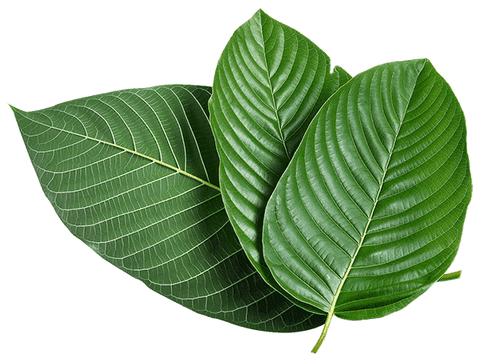 zjistěte, jaké jsou účinky kratomu, jeho možné přínosy i rizika. přečtěte si podrobné informace o této rostlině a jejím vlivu na lidské zdraví.