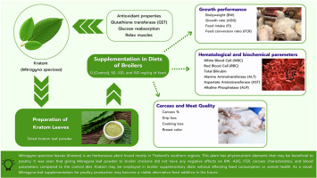 objevte, jak se kratom začíná objevovat v gastronomii. informace o možnostech využití kratomu v kuchyni, jeho účincích a zajímavých receptech.