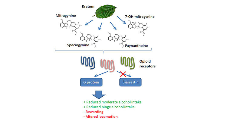 porovnejte kratom a opioidy – zjistěte rozdíly v účincích, rizicích a využití těchto látek. přečtěte si, jaké jsou výhody a nevýhody obou možností.