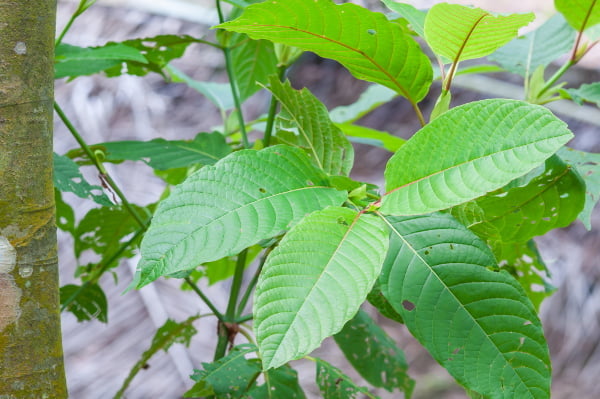 objevte nejčastější otázky o kratomu, jeho účincích, použití a bezpečnosti. získejte spolehlivé odpovědi a informace pro lepší porozumění této rostlině.