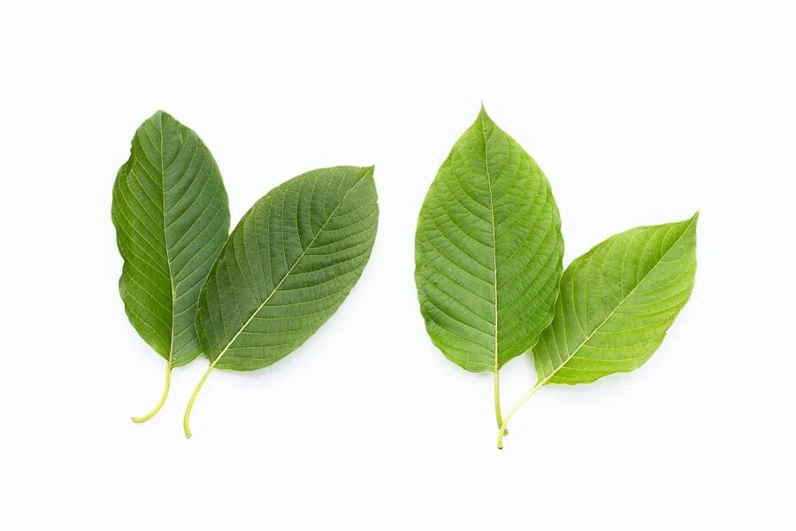 zjistěte, jaká jsou hlavní rizika užívání kratomu, možné vedlejší účinky a na co si dát pozor při jeho konzumaci. informace o bezpečnosti a správném dávkování kratomu.